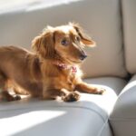 A mischievous Dachshund standing on a couch, looking defiant but adorable