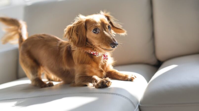 A mischievous Dachshund standing on a couch, looking defiant but adorable