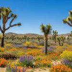Desert landscape with blooming wildflowers and Joshua trees under clear blue sky in Southern California
